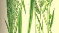 Panicum miliaceum (left) and Echinochloa crus-galli. Image credit: Otto Wilhelm / Biolib.de.