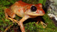 The Greta Thunberg’s rainfrog (Pristimantis gretathunbergae). Image credit: Konrad Mebert.