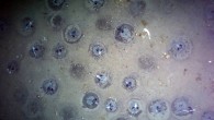 The nests of the Jonah’s icefish (Neopagetopsis ionah) in the Weddell Sea, Antarctica. Image credit: Purser et al., doi: 10.1016/j.cub.2021.12.022.