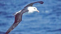 The black-browed albatross (Thalassarche melanophris). Image credit: Uwe Kils / CC BY-SA 3.0.