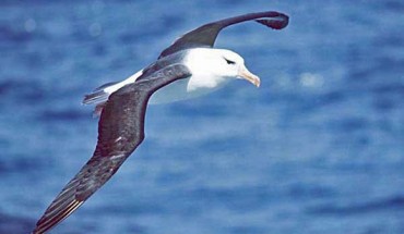 The black-browed albatross (Thalassarche melanophris). Image credit: Uwe Kils / CC BY-SA 3.0.