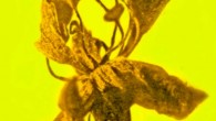 Salpinganthium hispaniolanum. Image credit: Poinar, Jr. & Chambers, doi: 10.17348/jbrit.v15.i2.1161.