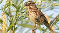 Male song sparrows (Melospiza melodia) deliberately shuffle and mix their song repertoire possibly as a way to keep it interesting for their female audience. Image credit: Mdf / CC BY-SA 3.0.