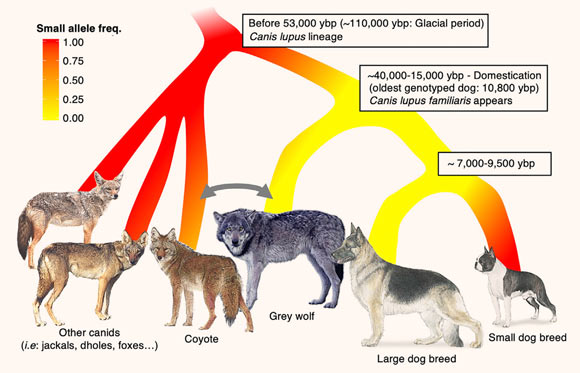 Canidae ancestor was likely small and carried the C allele of the candidate SNP, rs22397284. The large allele arose some time before 53,000 years before present and generated bigger animals (Canis lupus). The ancestral small allele continues to exist in the gray wolf population, albeit at a low frequency. Approximately 15,000 years before present, canine domestication likely began with large wolf-like dogs. Shortly thereafter, human selection of small canids with the ancestral C allele led to a preponderance of small modern domestic breeds. Gray arrow reflects actual hybridization observed between coyotes and wolves in eastern part of America. Image credit: Plassais et al., doi: 10.1016/j.cub.2021.12.036.