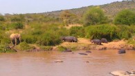 Hippos (Hippopotamus amphibius) at the Mpala Research Centre in Laikipia county, central Kenya, on August 26, 2016. Image credit: Sci-News.com / Mpala Research Centre.