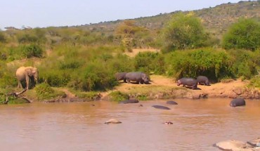 Hippos (Hippopotamus amphibius) at the Mpala Research Centre in Laikipia county, central Kenya, on August 26, 2016. Image credit: Sci-News.com / Mpala Research Centre.