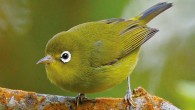 The Meratus white-eye in the Meratus Mountains, South Kalimantan province, Indonesia, on July 9, 2016. Image credit: Eaton et al.