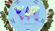 The number of tree species and individuals per continent in the Global Forest Biodiversity Initiative (GFBI) database. This dataset (blue points in the central map) was used for the parametric estimation and merged with the TREECHANGE occurrence-based data (purple points in the central map) to provide the estimates in this study. Green areas represent the global tree cover. GFBI consists of abundance-based records of 38 million trees for 28,192 species. Depicted here are some of the most frequent species recorded in each continent. Some GFBI and TREECHANGE points may overlap in the map. Image credit: Gatti et al., doi: 10.1073/pnas.2115329119.