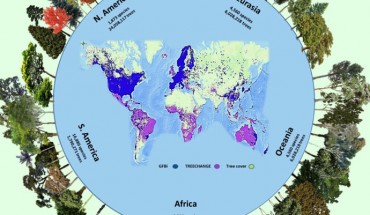 The number of tree species and individuals per continent in the Global Forest Biodiversity Initiative (GFBI) database. This dataset (blue points in the central map) was used for the parametric estimation and merged with the TREECHANGE occurrence-based data (purple points in the central map) to provide the estimates in this study. Green areas represent the global tree cover. GFBI consists of abundance-based records of 38 million trees for 28,192 species. Depicted here are some of the most frequent species recorded in each continent. Some GFBI and TREECHANGE points may overlap in the map. Image credit: Gatti et al., doi: 10.1073/pnas.2115329119.