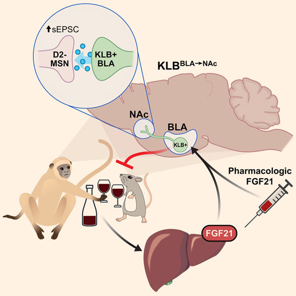 FGF21 suppresses alcohol consumption through a specific population of neurons in the brain. Image credit: Flippo et al., doi: 10.1016/j.cmet.2021.12.024.