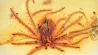 Holotype of Eophylica priscastellata. Image credit: Shi et al., doi: 10.1038/s41477-021-01091-w.