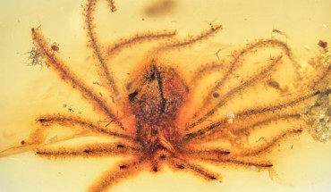 Holotype of Eophylica priscastellata. Image credit: Shi et al., doi: 10.1038/s41477-021-01091-w.