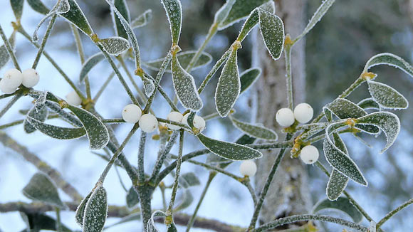 A female European mistletoe (Viscum album) plant in winter in the Herrenhäuser Gardens in Hanover, Germany. Image credit: Schröder et al., oi: 10.1111/tpj.15558.