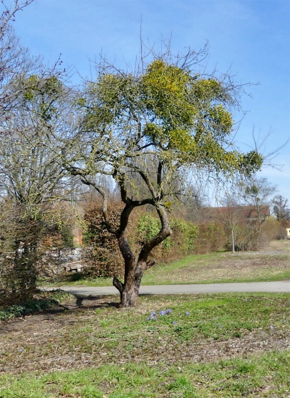 The European mistletoe (Viscum album) growing on an apple tree at the campus of Leibniz University Hannover in Hanover, Germany; different organs harvested from this tree in summer and in winter were used for the study; the photo was taken in winter (February). Image credit: Schröder et al., oi: 10.1111/tpj.15558.