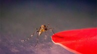 Aedes aegypti mosquitoes are attracted to specific colors, including red, orange, black and cyan. Image credit: Kiley Riffell.
