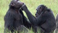 This photo shows a chimpanzee female, Roxy, applying an insect to a wound on the face of an adult chimpanzee male named Thea. Image credit: Tobias Deschner.