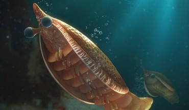 The ecological reconstruction of Erratus sperare, showing the nektonic life style; the initial situation of trunk limbs, as flaps associated with weakly sclerotized endopods indicates a swimming rather than fully benthic habit. Image credit: Fu et al., doi: 10.1098/rstb.2021.0034.