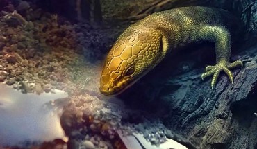 Retinosaurus hkamtiensis, which was approximately 3.5 cm (1.4 inches) in length, prior to being trapped in tree resin 110 million years ago. Image credit: Stephanie Abramowicz.