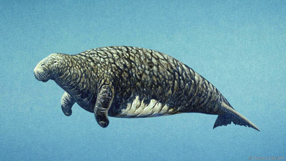 The diversity of the Steller’s sea cow (Hydrodamalis gigas) was already declining some 900 to 800 years before its discovery by Georg Wilhelm Steller. Image credit: R. Ellis.