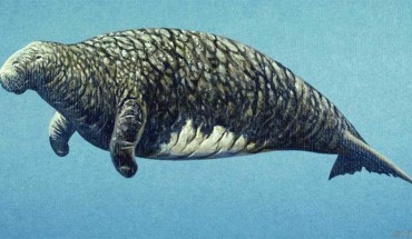 The diversity of the Steller’s sea cow (Hydrodamalis gigas) was already declining some 900 to 800 years before its discovery by Georg Wilhelm Steller. Image credit: R. Ellis.