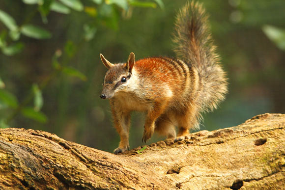 The numbat (Myrmecobius fasciatus). Image credit: Seashalia Gibb.