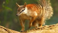 The numbat (Myrmecobius fasciatus). Image credit: Seashalia Gibb.