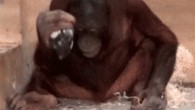 Loui, the juvenile male orangutan, uses the core as an active element to vertically strike on the concrete floor of the testing room. Image credit: Motes-Rodrigo et al., doi: 10.1371/journal.pone.0263343.
