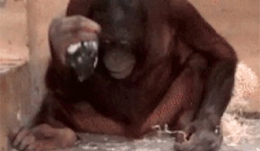Loui, the juvenile male orangutan, uses the core as an active element to vertically strike on the concrete floor of the testing room. Image credit: Motes-Rodrigo et al., doi: 10.1371/journal.pone.0263343.