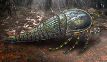 Life reconstruction of Woodwardopterus freemanorum. Image credit: Alison Douglas.