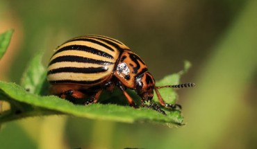 The Colorado potato beetle (Leptinotarsa decemlineata). Image credit: Pavlofox.
