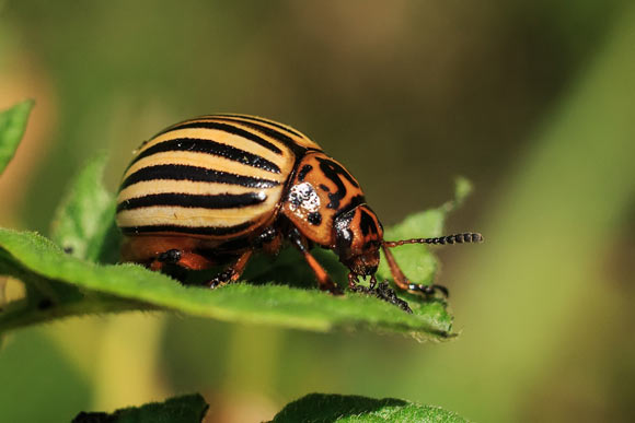 The Colorado potato beetle (Leptinotarsa decemlineata). Image credit: Pavlofox.