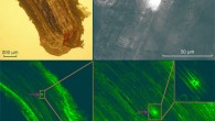 Longitudinal cross-section showing microplastic particles inside a birch lateral root in a one-year-old birch tree after being exposed to contaminated soil for 5 months. Clockwise from top left shows cross sections using light microscopy, fluorescence microscopy, and confocal laser scanning microscopy. Arrows point to fluorescing microplastic particles. Inset in bottom right panel shows the area indicated by the arrows in the bottom left panel after enlargement. All images have been enhanced using a contrast and brightness correction. Scales are shown in the bottom right or left corner of the respective image. Image credit: Austen et al., doi: 10.1016/j.scitotenv.2021.152085.