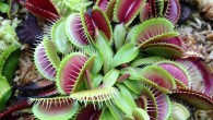 The Venus flytrap (Dionaea muscipula). Image credit: Naokivin1978.