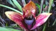 Maxillaria anacatalinaportillae. Image credit: Hugo Medina.