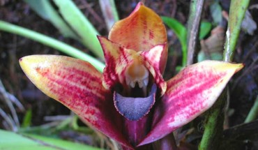 Maxillaria anacatalinaportillae. Image credit: Hugo Medina.