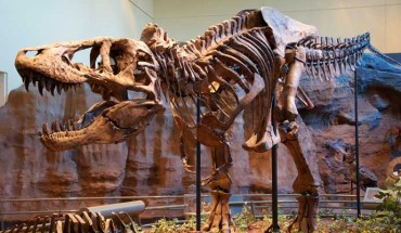 Tyrannosaurus rex holotype specimen at the Carnegie Museum of Natural History, Pittsburgh, the United States. Image credit: Scott Robert Anselmo / CC BY-SA 3.0.