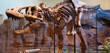 Tyrannosaurus rex holotype specimen at the Carnegie Museum of Natural History, Pittsburgh, the United States. Image credit: Scott Robert Anselmo / CC BY-SA 3.0.
