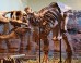 Tyrannosaurus rex holotype specimen at the Carnegie Museum of Natural History, Pittsburgh, the United States. Image credit: Scott Robert Anselmo / CC BY-SA 3.0.