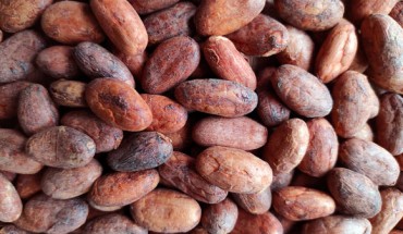 Tabone et al. found that cocoa had no significant effects on serum and fecal metabolites and that its consumption had little impact on the metabolome after a bout of physical exercise. Image credit: Sci-News.com.