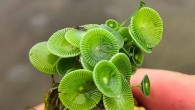 Acetabularia jalakanyakae. Image credit: Felix Bast.