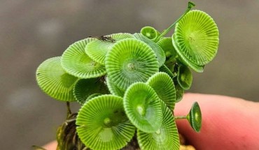 Acetabularia jalakanyakae. Image credit: Felix Bast.