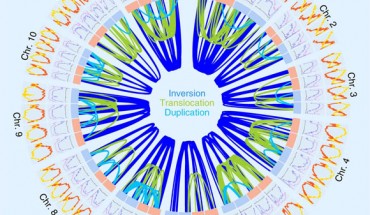 The genomic features of the genome of the autotetraploid potato (Solanum tuberosum): (a) gene density (number of genes per Mb; red) and percentage of TE-related sequence (yellow) within 2-Mb windows along the four haplotypes of each of the 12 chromosomes (Chr. 1-12); (b) landscapes of methylation in CG (purple), CHG (blue), CHH (gray) context within 2-Mb windows; the links in the center show >600 structural rearrangements >100 kb found between the four haplotypes of each chromosome; light blue and red boxes refer to the maternally and paternally inherited chromosomes. Image credit: Sun et al., doi: 10.1038/s41588-022-01015-0.