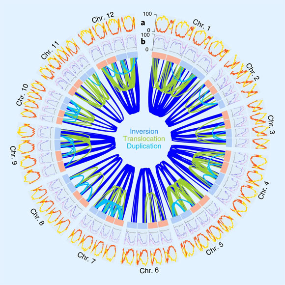 The genomic features of the genome of the autotetraploid potato (Solanum tuberosum): (a) gene density (number of genes per Mb; red) and percentage of TE-related sequence (yellow) within 2-Mb windows along the four haplotypes of each of the 12 chromosomes (Chr. 1-12); (b) landscapes of methylation in CG (purple), CHG (blue), CHH (gray) context within 2-Mb windows; the links in the center show >600 structural rearrangements >100 kb found between the four haplotypes of each chromosome; light blue and red boxes refer to the maternally and paternally inherited chromosomes. Image credit: Sun et al., doi: 10.1038/s41588-022-01015-0.