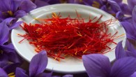 Saffron, the world’s most expensive spice, is extracted from the flowers of the saffron crocus (Crocus sativus). Image credit: Johan Puisais.