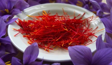 Saffron, the world’s most expensive spice, is extracted from the flowers of the saffron crocus (Crocus sativus). Image credit: Johan Puisais.