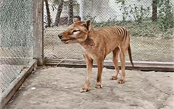 Haines et al. found that the brain of the thylacine (Thylacinus cynocephalus) was typical of carnivorous/scavenger marsupials and did not resemble that of canids, despite external body similarities. Image credit: University of Melbourne.