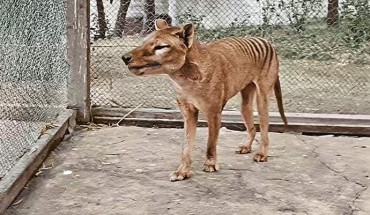 The thylacine (Thylacinus cynocephalus). Image credit: University of Melbourne.