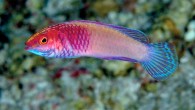 The rose-veiled fairy wrasse (Cirrhilabrus finifenmaa), underwater photograph from Rasdhoo Atoll, Maldives, 60 m. Image credit: Luiz Rocha.