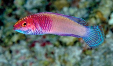 The rose-veiled fairy wrasse (Cirrhilabrus finifenmaa), underwater photograph from Rasdhoo Atoll, Maldives, 60 m. Image credit: Luiz Rocha.