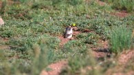 Using field surveys and manipulative experiments, Zhong et al. evaluated how habitat modification by Brandt’s voles (Lasiopodomys brandtii) influences predation risk from shrikes in a steppe grassland, located in Inner Mongolia, China. Image credit: Guoliang Li.